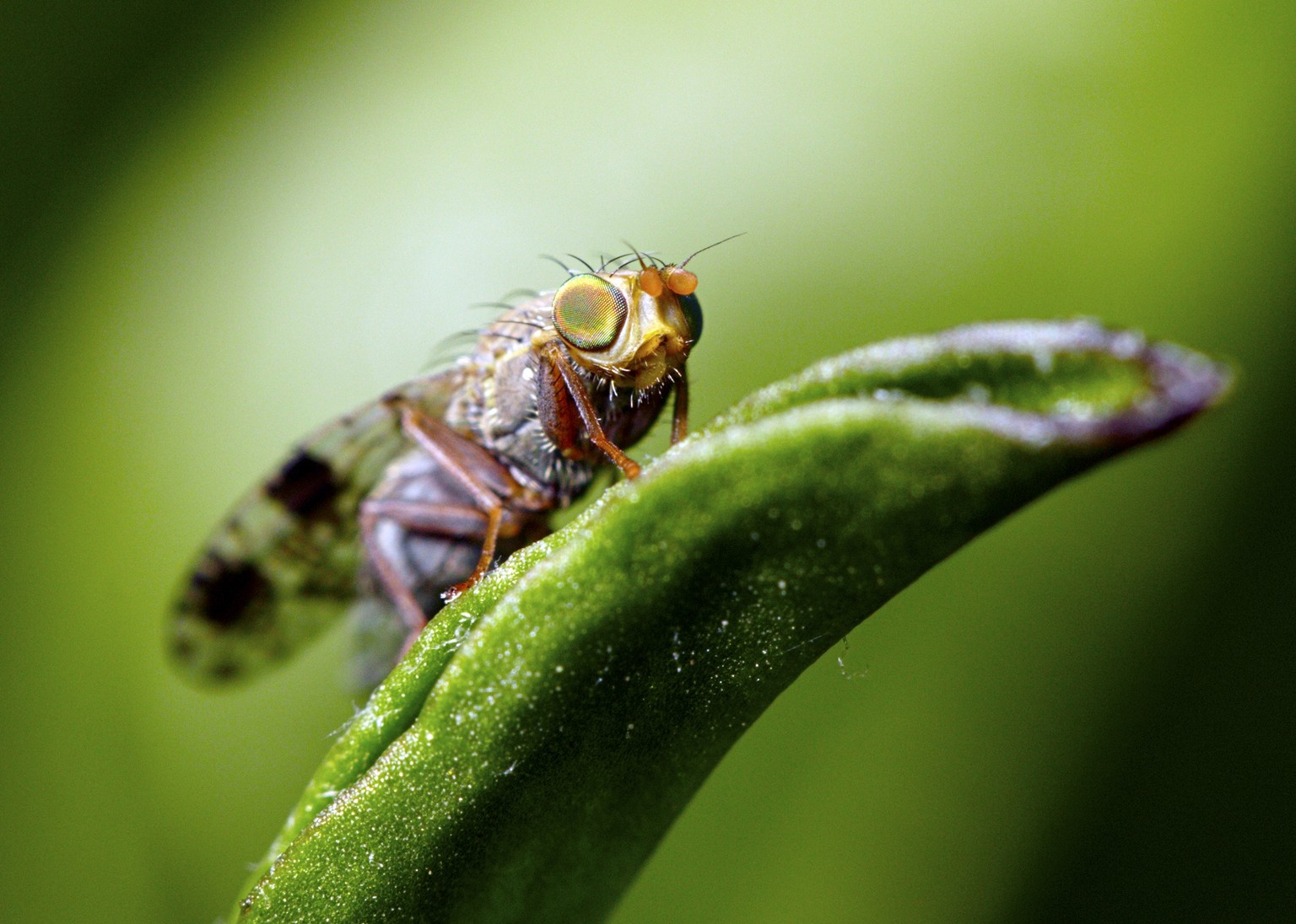 Bohrfliege/ Fruchtfliege in Sarmenstorf AG