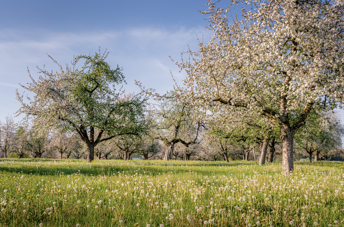 «Madame Bluescht» im Frühling