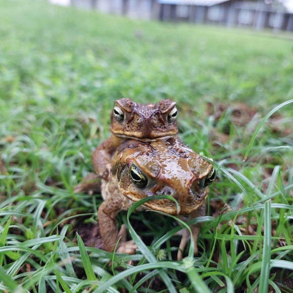 cute news tier frosch

https://www.reddit.com/r/frogs/comments/134c2xv/clingy_lynn/