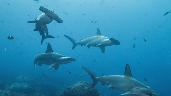 epa09340502 An undated handout photo made available by Pelayo Salinas of the Charles Darwin Foundation of various sharks in the waters of the Galapagos Islands, including female hammerheads. A veil of ...