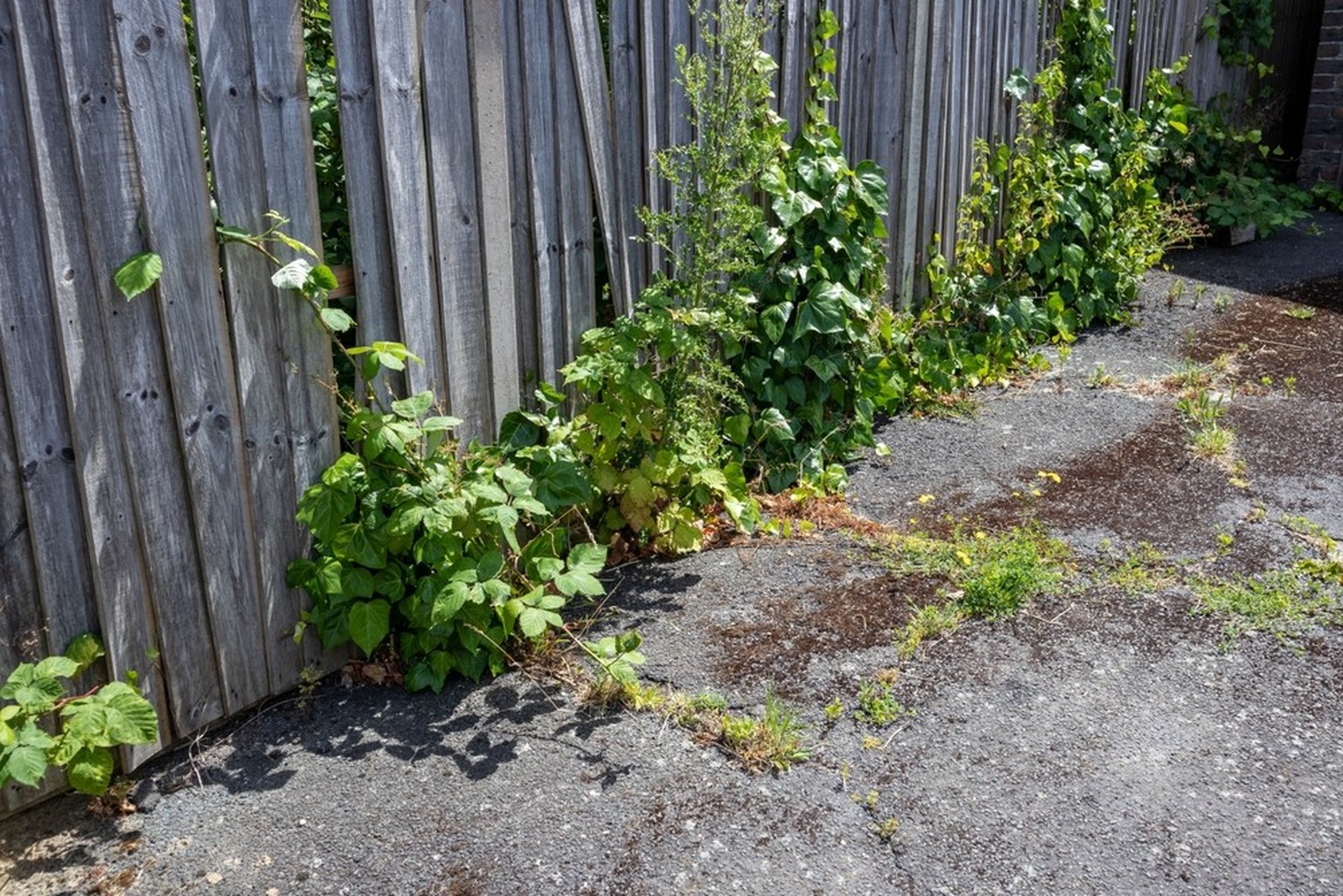 Brombeeren bahnen sich ihren Weg.