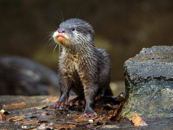 epa04110765 A young oriental small-clawed otter explores at the zoo in Neumuenster, Germany, 05 March 2014. The six young otters (one male, five female) were born on 07 December 2013. EPA/MAJA HITIJ