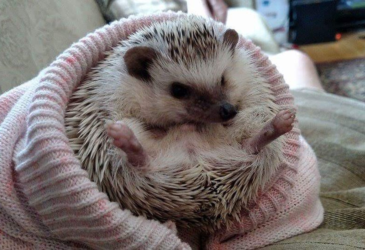 cute news animal tier igel 

https://www.reddit.com/r/Hedgehog/comments/screvf/my_little_guy_mojito_crossed_the_rainbow_bridge_a/