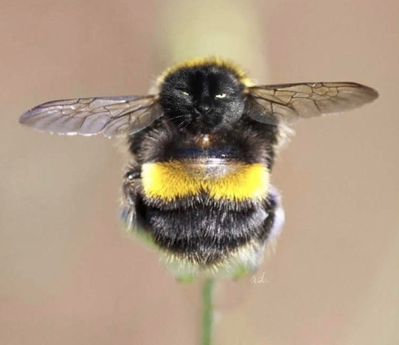 Oder Katzenhummeln. Was auch immer. Wobei Hummeln ja auch Bienen sind.