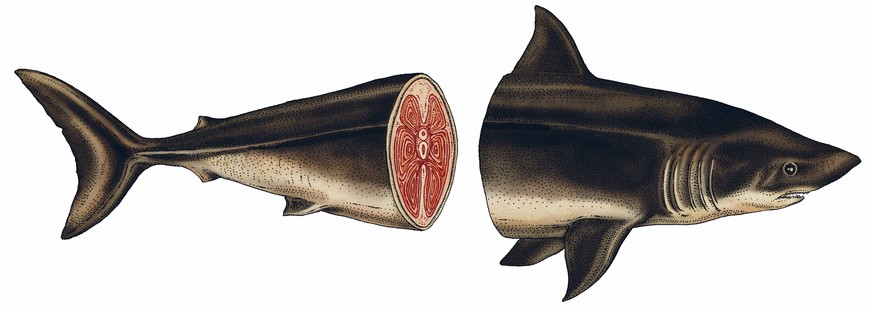 Dass dieser Hai entzwei geschnitten ist, hat natürlich nichts mit Tierquälerei, sondern mit Wissenschaft zu tun. So sehen wir nämlich die Wirbelsäule des Knorpelfisches.