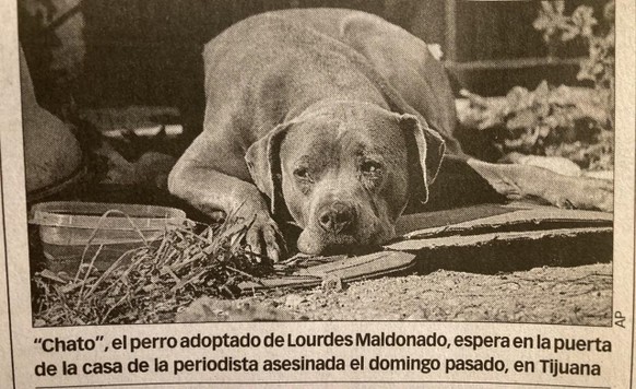 Hunde sind beim sozialen Lernen auch nur Wölfe\nDie Fotowahl zu diesem Artikel ist ziemlich pietätlos. Schlecht recherchiert. Es handelt sich um eine Abbildung von Chato, der auf seine Besitzerin, Lou ...
