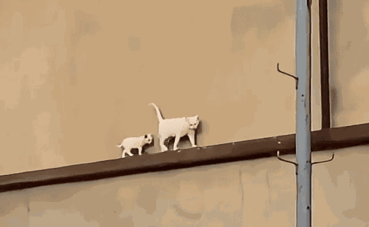 Animiertes GIF