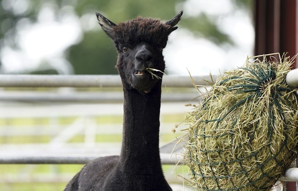 Geronimo the alpaca at Shepherds Close Farm in Wooton Under Edge village in England, Friday Aug. 27, 2021. Geronimo has twice tested positive for bovine tuberculosis and the government Department for ...