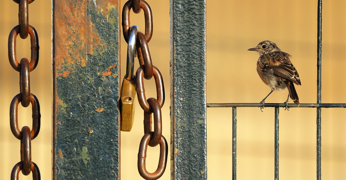 darum-siehst-du-momentan-so-viele-v-gel-in-deinem-garten