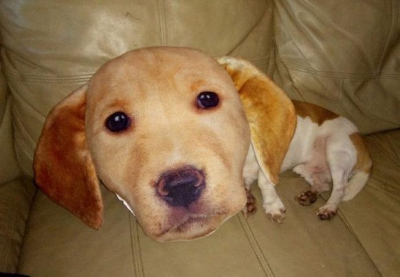 Hund unter Hundekissen.