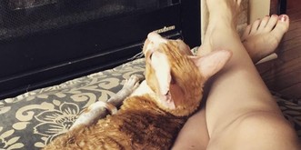 9 praktische Verwendungszwecke für eine Katze