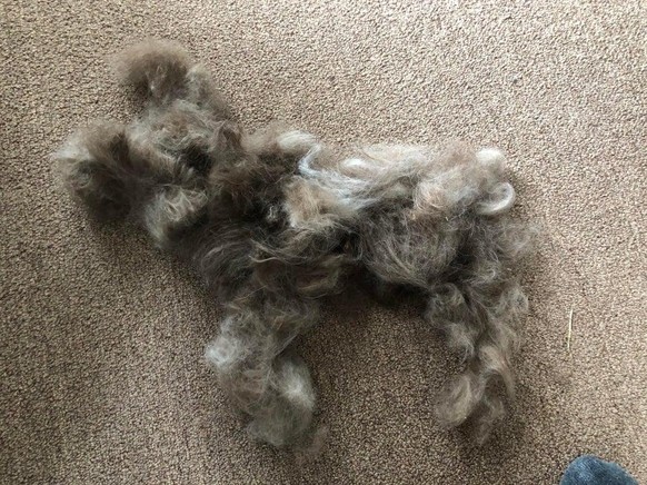 Nein, lediglich die Hundehaare, nach einem ordentlichen Haarschnitt.