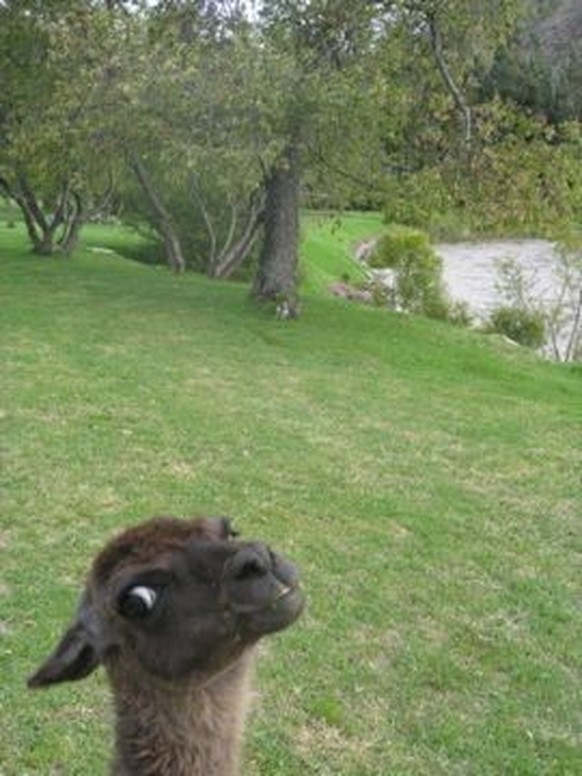 cute news tier llama

https://ch.pinterest.com/pin/1121888957198234697/