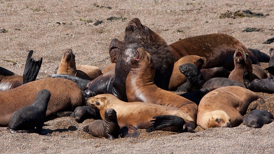South American Sea Lion (Otaria Flavescens) Colony, Peninsula Valdes, Chubut, Argentina (Photo by: Insights/Universal Images Group via Getty Images)