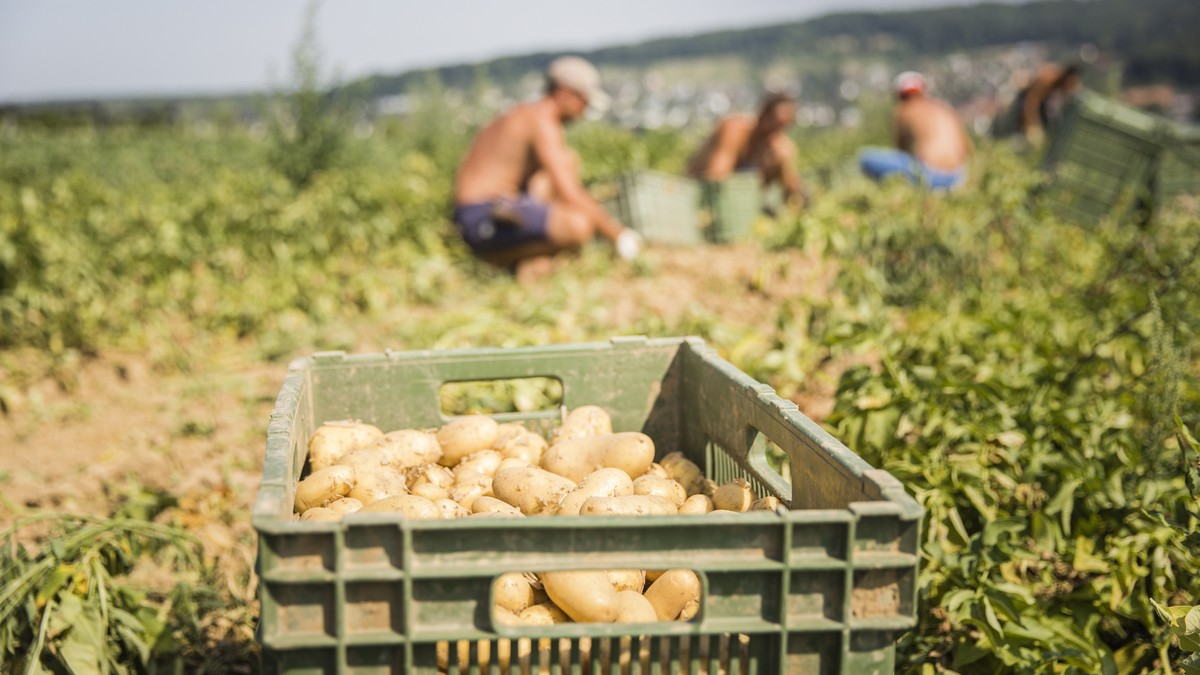 ARCHIV -- ZU DEN EIDGENOESSISCHEN ABSTIMMUNGEN VOM SONNTAG, 23. SEPTEMBER 2018, UEBER DIE FAIR FOOD INITITAVE, STELLEN WIR IHNEN FOLGENDES BILDMATERIAL ZUR VERFUEGUNG -- THERWIL - 23.6.2017: GASTARBEI ...