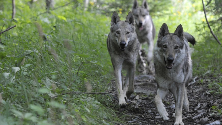 ZUM ENTSCHEID DES STAENDERATS, DEN SCHUTZ DES WOLFS NICHT AUFZUHEBEN, STELLEN WIR IHNEN AM MITTWOCH 9. MAERZ 2016 FOLGENDES BILDMATERIAL ZUR VERFUEGUNG --- Des chiens-loups de Tchequie sont photograph ...