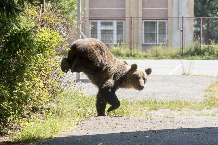 epa06962233 A male brown bear is seen at the courtyard of the Octavian Goga high school in the Transylvanian city of Csikszereda, or Miercurea Ciuc in Romania, 21 August 2018. The bear broke into seve ...