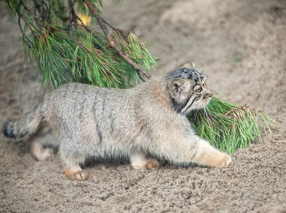 Manul