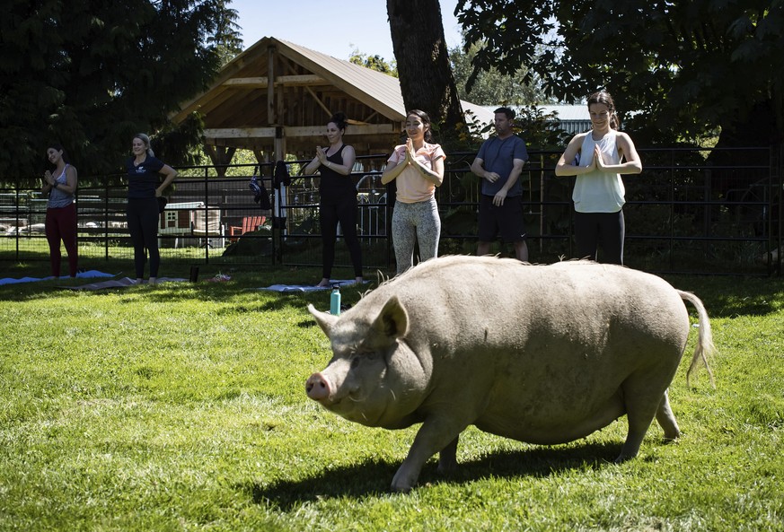 A pot-bellied pig walks past as people participate in a yoga session with pigs during a charity fundraiser at The Happy Herd Farm Sanctuary, in Aldergrove, B.C., on Sunday, July 26, 2020. The not for  ...