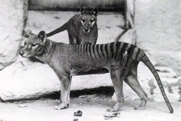 Beutelwölfe im National Zoo in Washington, D.C. (um 1904)
Tasmanischer Tiger, Beutelwolf, Thylacinus cynocephalus
This photo is of a pair of Thylacines, a male and female, received from Dr. Goding in  ...