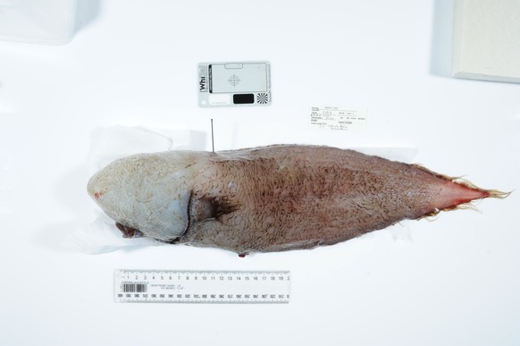 epa06000527 An undated handout photo made available by Museums Victoria shows a faceless fish discovered by Australian scientists studying a huge deep sea abyss off the New South Wales (NSW) coast, Au ...