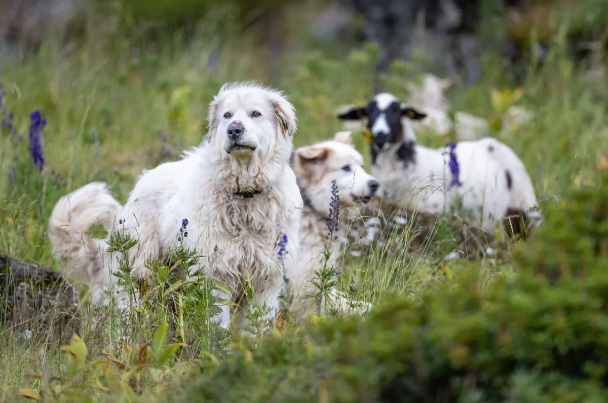 Les chiens de garde du bétail protègent les moutons des loups.