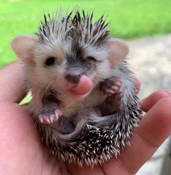 cute news animal tier

https://www.boredpanda.com/tiniest-of-units/?cexp_id=44923&amp;cexp_var=74&amp;_f=featured&amp;utm_source=ecosia&amp;utm_medium=referral&amp;utm_campaign=organic