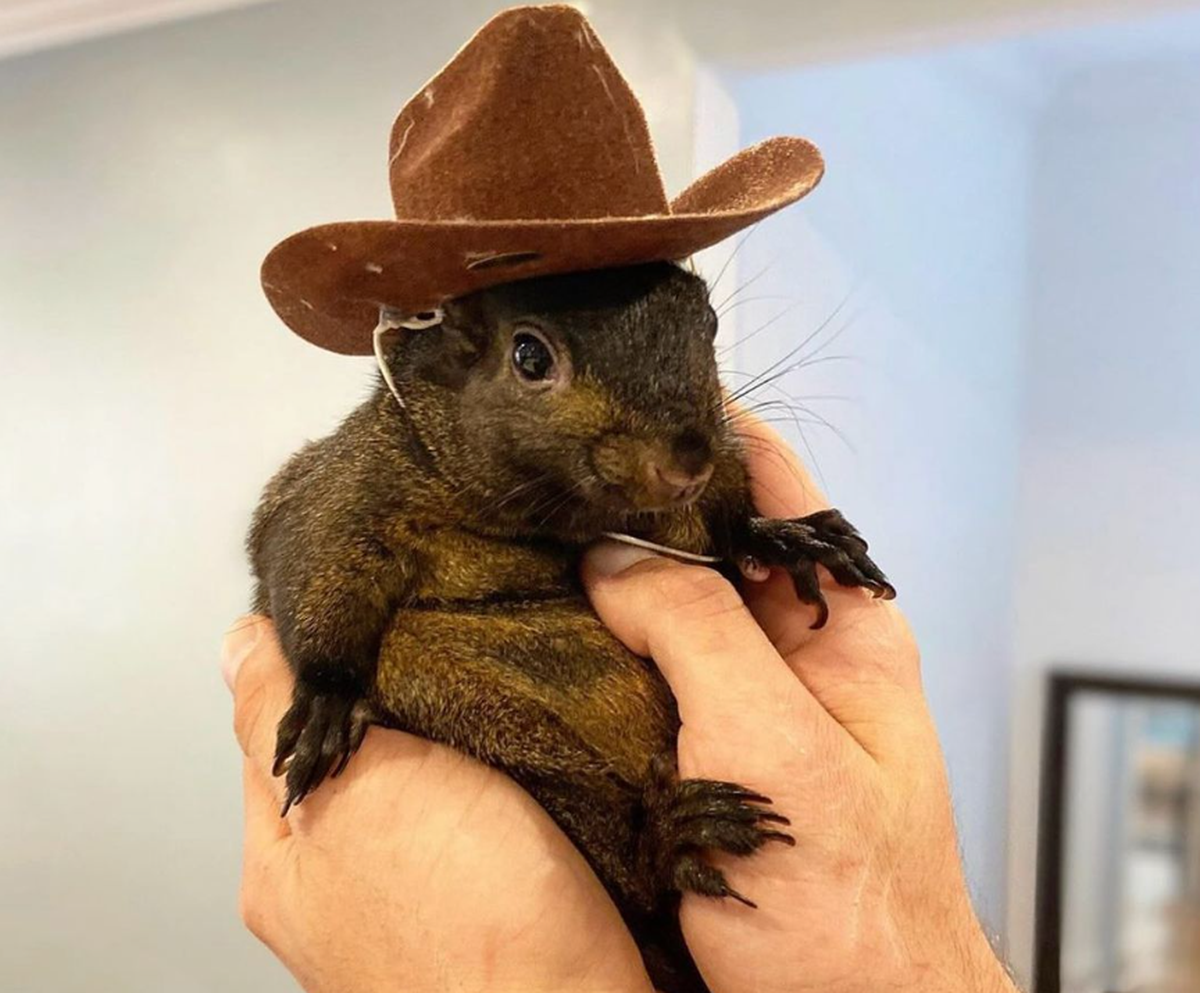 Peanut