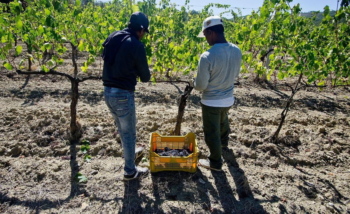En Italie, les ouvriers agricoles étrangers, comme ici dans la région de Montalcino, sont souvent victimes d'exploitation.