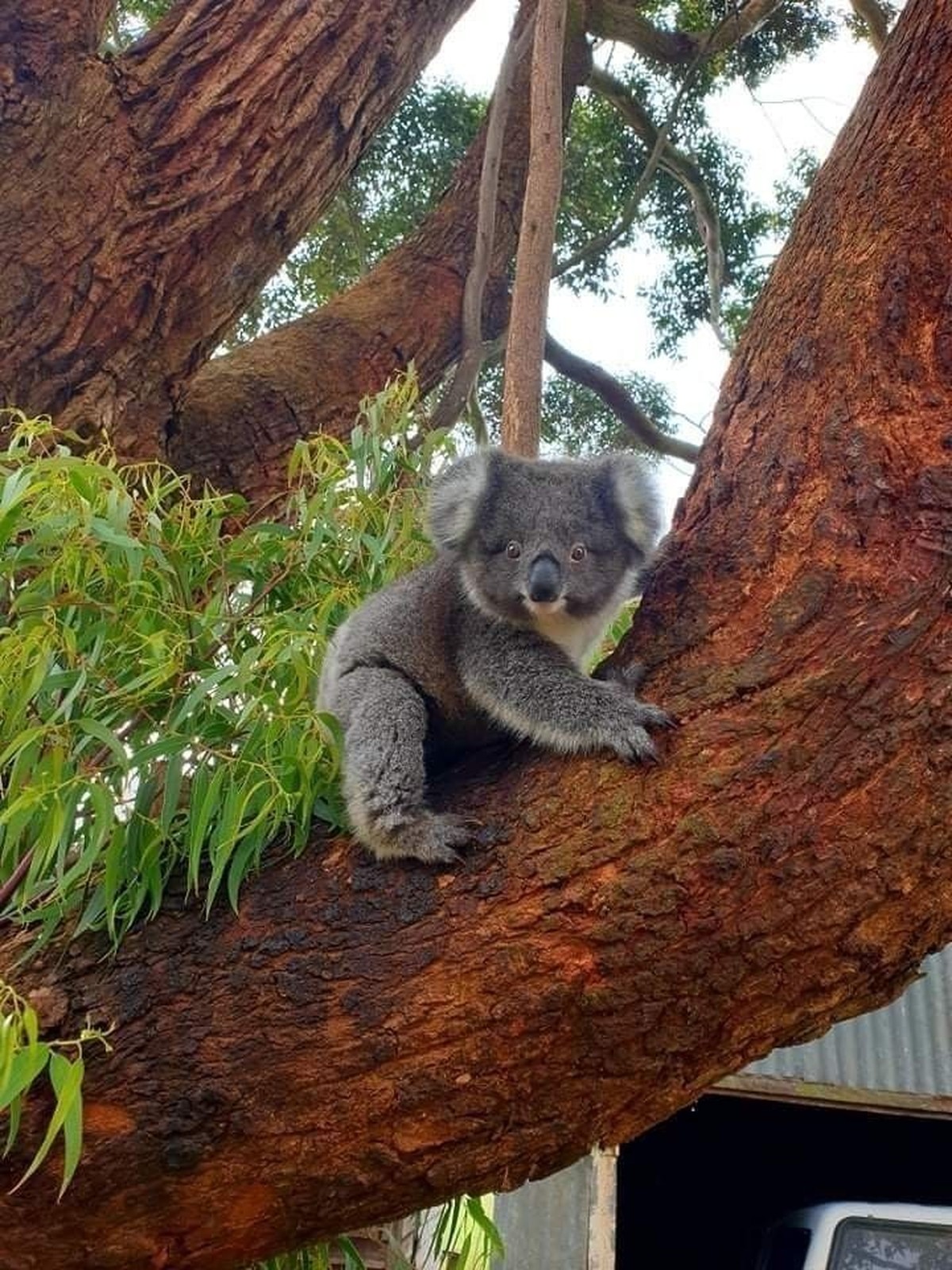 cute news tier koala

https://ch.pinterest.com/pin/9922061673435463/