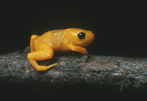 Gelbe Sattelkröte
Gold Frog, (Brachycephalus ephippium), Itatiaia National Park, Atlantic rainforest, Brazil. PUBLICATIONxINxGERxSUIxAUTxONLY Copyright: xKevinxSchaferx/xDanitaxDelimont SA04 KSC0019
...