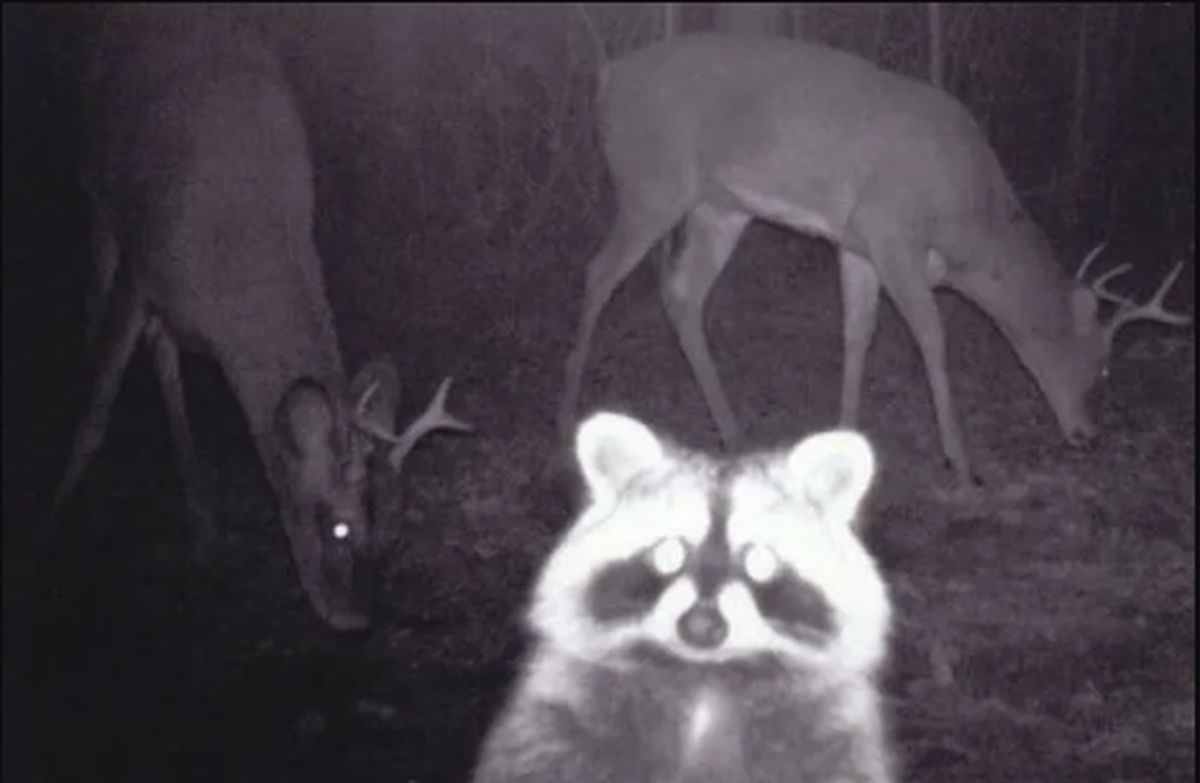 Lustige Tierbilder: Waschbär mit Reh