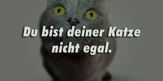 10 Wahrheiten über Katzen, die manche Menschen nie verstehen werden