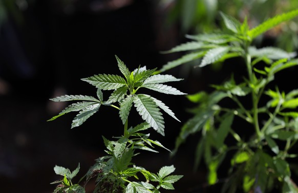 FILE - In this April 12, 2018, photo, a marijuana plant awaits transplanting at the Hollingsworth Cannabis Company near Shelton, Wash. (AP Photo/Ted S. Warren, File)
Marijuana Holiday