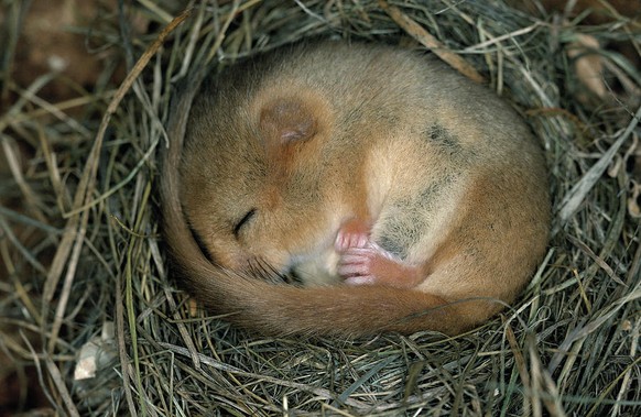 Haselmaus