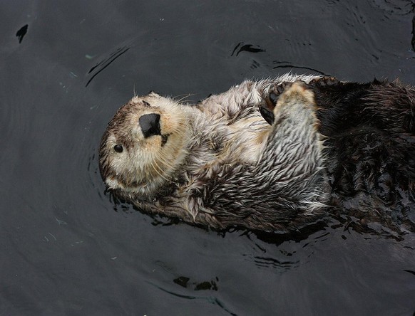 cute news tier otter

https://www.reddit.com/r/Otters/comments/1inmbnn/hes_cute_and_he_knows_it/