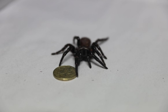 The Australian Reptile Park has received the biggest funnel web spider they have ever had donated to the program that keepers have dubbed MEGASPIDER. Measuring in at 8cm (the average size is 1-5cm) wi ...