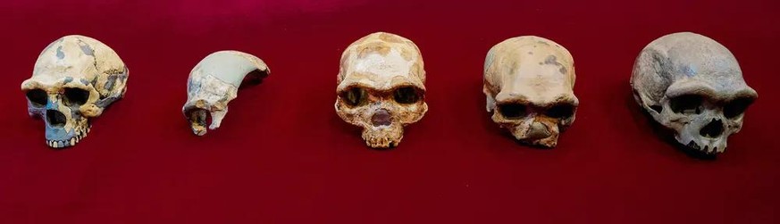 Schädel aus China von Mitgliedern der Gattung <em>Homo</em>: Ganz links <em>Homo erectus</em> («Peking-Mensch»), ganz rechts der «Harbin-Schädel».