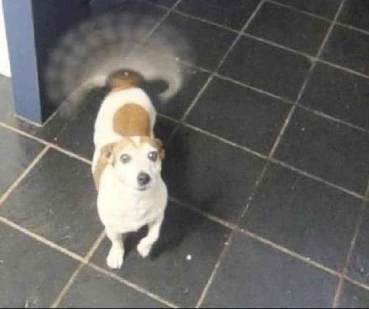 cute news tier hund

https://imgur.com/gallery/wholesome-dump-x8PnvJr#/t/aww