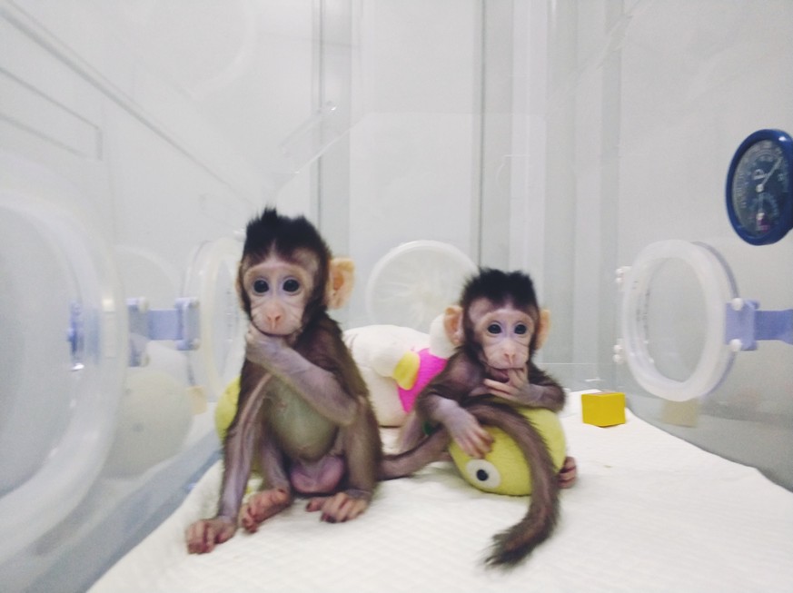 epa06472084 A handout photo made available on 25 January 2018 by the Institute of Neuroscience (ION) of Chinese Academy of Sciences shows two cloned macaques named &#039;Zhong Zhong&#039; and &#039;Hu ...