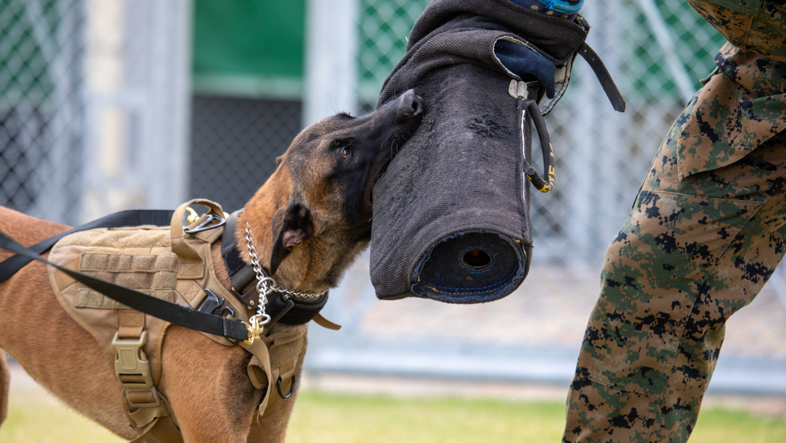 A military working-dog, assigned to Marine Corps Air Station Iwakuni Provost Marshal™s Office, conducts bite work training during a bilateral training event at MCAS Iwakuni, Japan, Oct. 6, 2022. The t ...