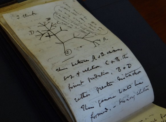 In this photo provided by Cambridge University Library on Tuesday, April 5, 2022, a view of the Tree of Life Sketch in one of naturalist Charles Darwin&#039;s notbeooks which have recently been return ...