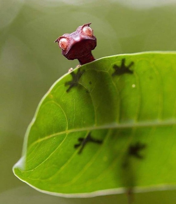 cute news tier gecko

https://ch.pinterest.com/pin/5207355814764059/