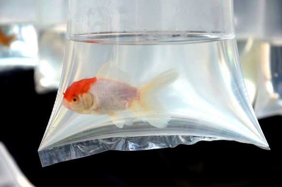 goldfisch