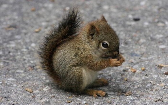 cute news animal tier eichhörnchen squirrel

https://imgur.com/t/animals/HlOkhsC