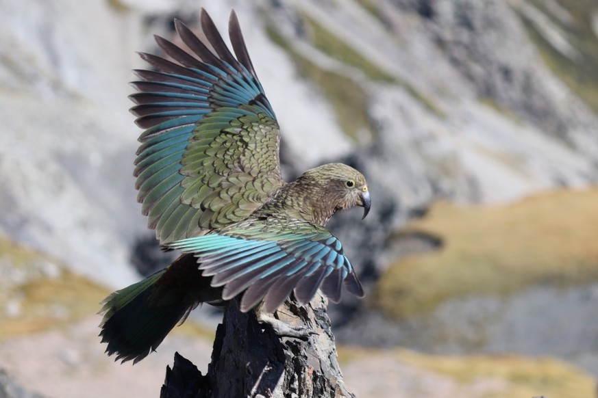 Kea bird in New Zealand.