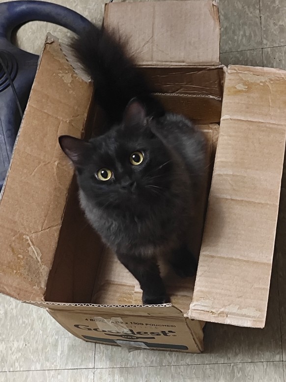 cute news tier katze

https://www.reddit.com/r/blackcats/comments/1o6diw7/my_formerly_black_cat_has_gone_a_lil_grey/