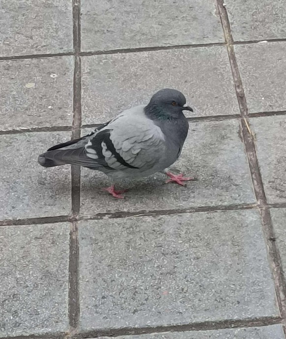 cute news tier taube

https://www.reddit.com/r/Borb/comments/1q94fs8/the_borb_of_pigeons/