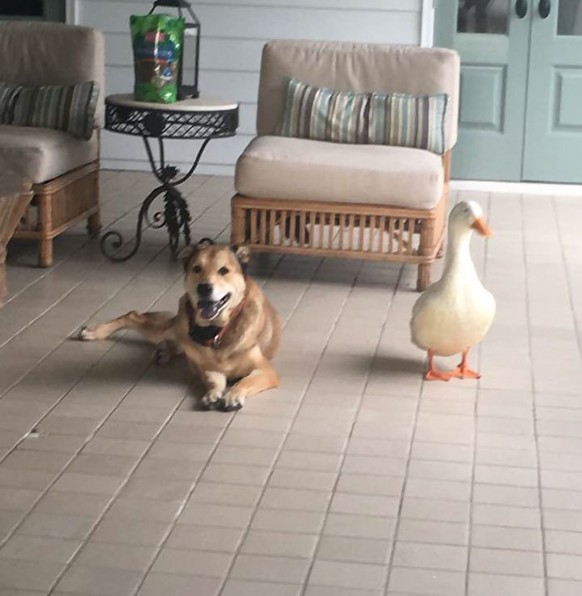 George und seine Ente, Hund
Cute News
https://imgur.com/gallery/DKPFL
