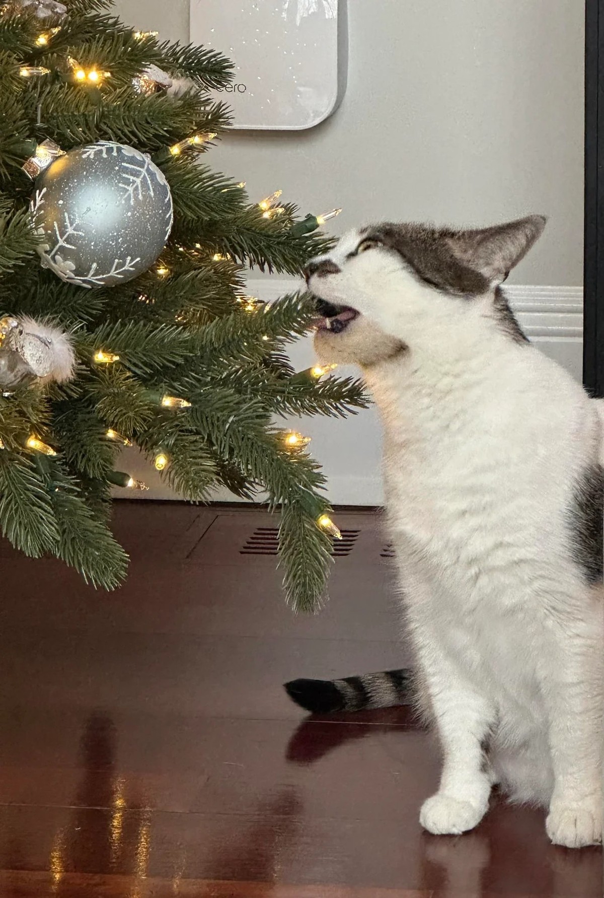 cute news tier katze

https://www.reddit.com/r/catsandchristmastrees/comments/1pjyn7h/my_boys_enjoying_their_trees/